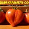 СЛАДКАЯ КАРАМЕЛЬ СОФИИ (Sweet Caramel Sofia) - сладкое утонченное сердце биколор, 5 семян 11543 СЛАДКАЯ КАРАМЕЛЬ СОФИИ 11543