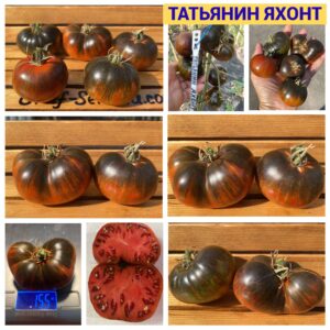 ТАТЬЯНИН ЯХОНТ