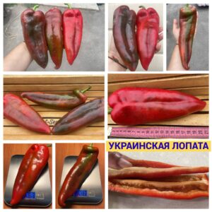 УКРАИНСКАЯ ЛОПАТА