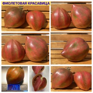 ФИОЛЕТОВАЯ КРАСАВИЦА