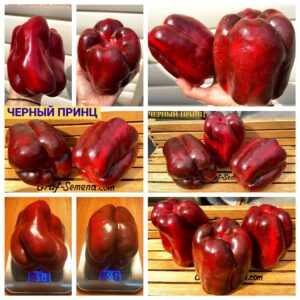 ЧЕРНЫЙ ПРИНЦ