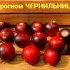 микрогном ЧЕРНИЛЬНИЦА 11848