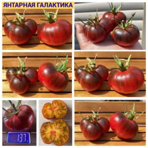 ЯНТАРНАЯ ГАЛАКТИКА
