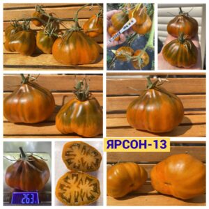 ЯРСОН-13