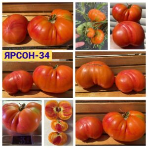 ЯРСОН-34