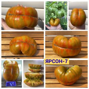 ЯРСОН-7