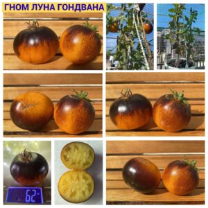 гном ЛУНА ГОНДВАНА