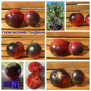 гном МОЛНИЯ ГОНДВАНА