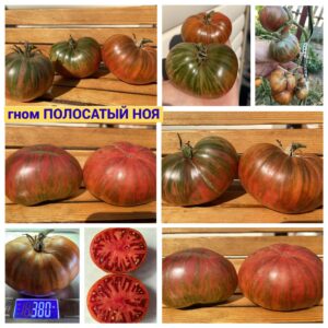 гном ПОЛОСАТЫЙ НОЯ