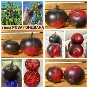 гном РОЗА ГОНДВАНА