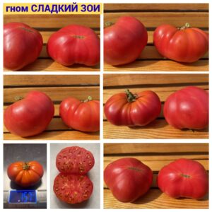 гном СЛАДКИЙ ЗОИ