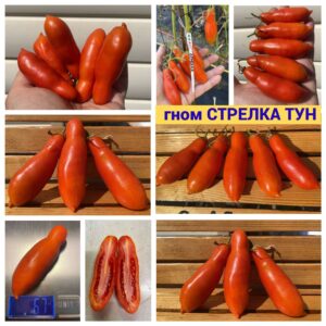 гном СТРЕЛКА ТУН