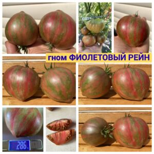 гном ФИОЛЕТОВЫЙ РЕЙН