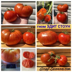 гном ЭДИТ СТОУН