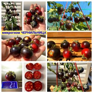 микрогном ЧЕРНИЛЬНИЦА