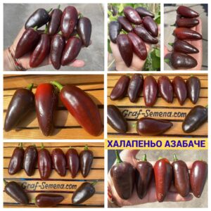 ХАЛАПЕНЬО АЗАБАЧЕ