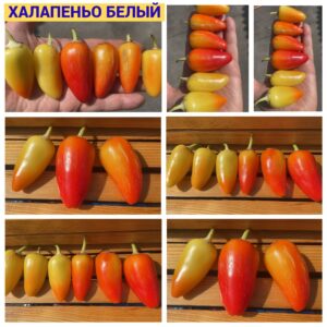 ХАЛАПЕНЬО БЕЛЫЙ