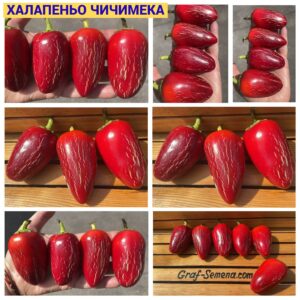 ХАЛАПЕНЬО ЧИЧИМЕКА