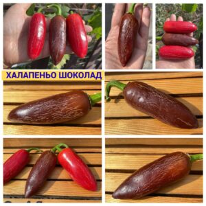 ХАЛАПЕНЬО ШОКОЛАД