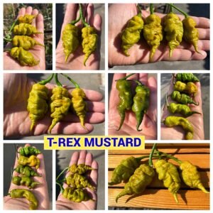 T-REX MUSTARD