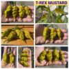 T-REX MUSTARD