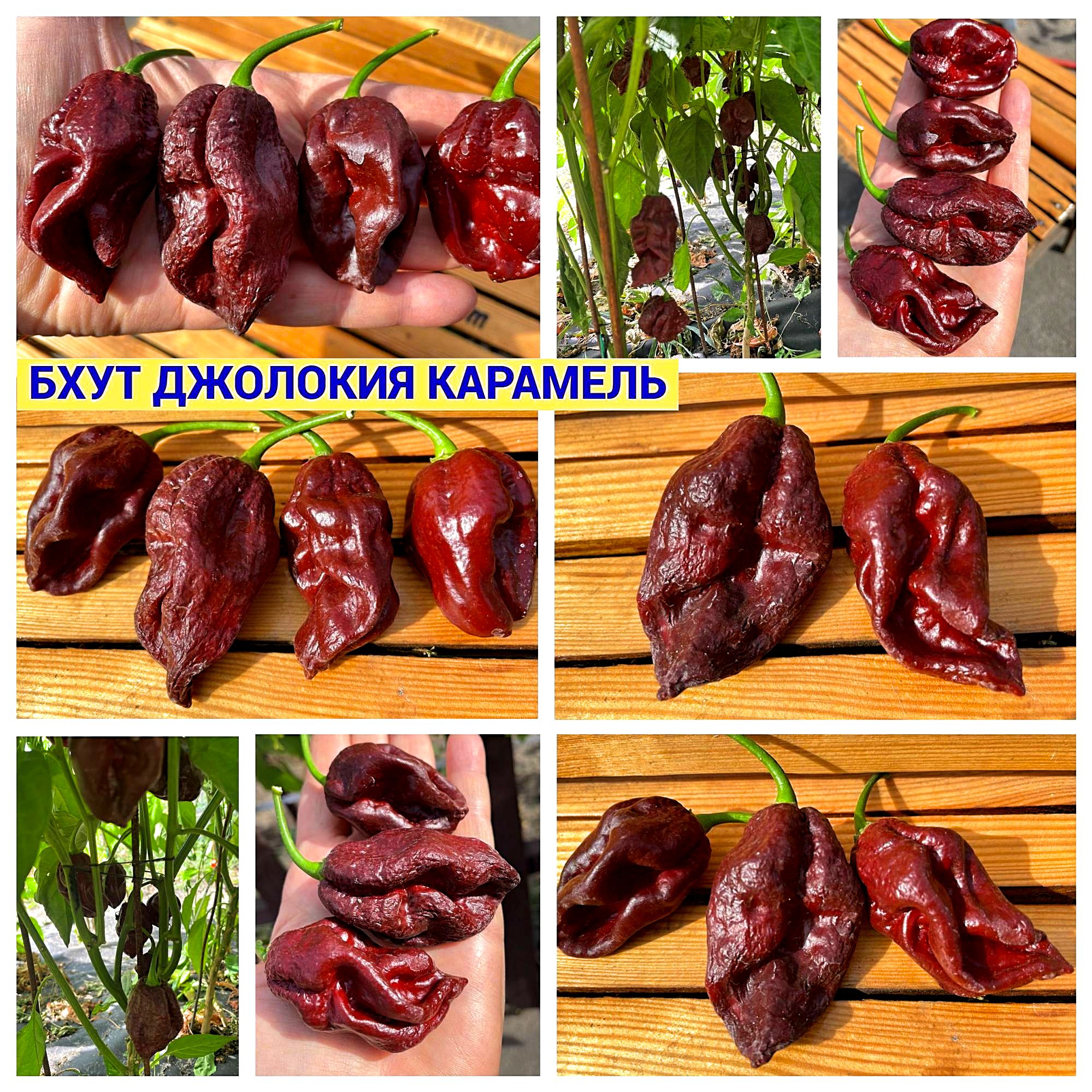 БХУТ (НАГА) ДЖОЛОКИЯ КАРАМЕЛЬ (BHUT JOLOKIA CARAMEL) - шоколадный перец ...