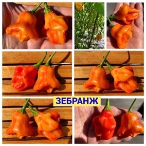 ЗЕБРАНЖ