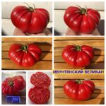 Анонс сортов сезона 2026-2027