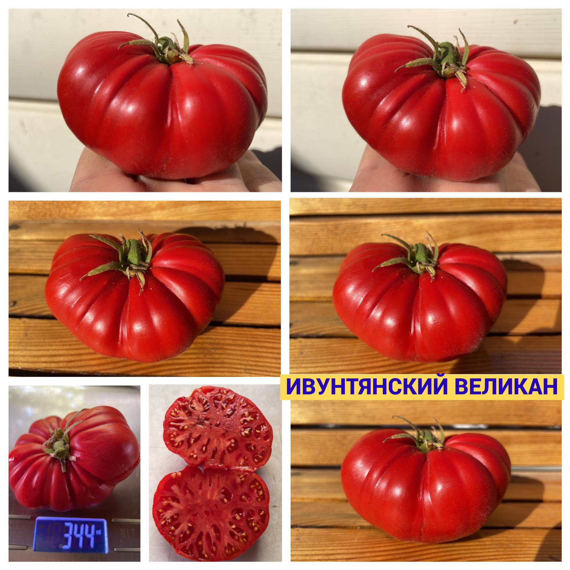 ИВУНТЯНСКИЙ ВЕЛИКАН