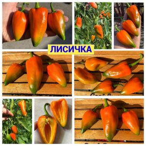 ЛИСИЧКА