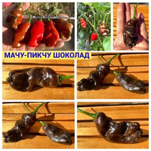 МАЧУ-ПИКЧУ ШОКОЛАД