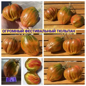 ОГРОМНЫЙ ФЕСТИВАЛЬНЫЙ ТЮЛЬПАН