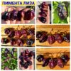 ПИМЕНТА ЛИЗА