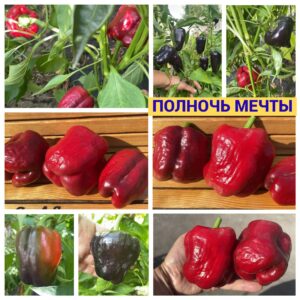 ПОЛНОЧЬ МЕЧТЫ