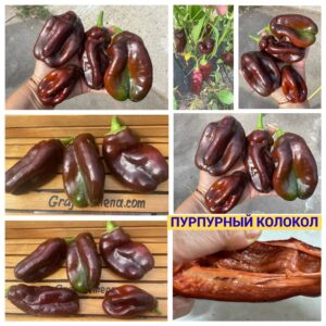 ПУРПУРНЫЙ КОЛОКОЛ