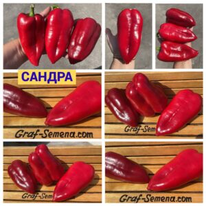 САНДРА