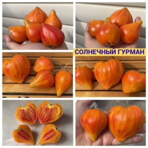 СОЛНЕЧНЫЙ ГУРМАН