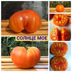 СОЛНЦЕ МОЕ
