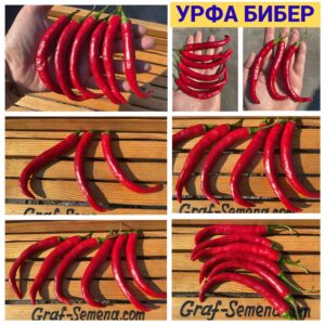 УРФА БИБЕР
