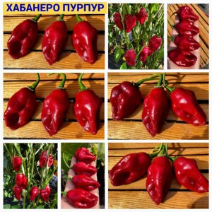 ХАБАНЕРО ПУРПУР