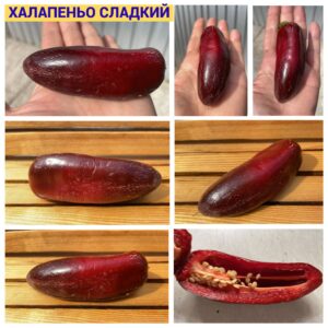 ХАЛАПЕНЬО СЛАДКИЙ