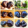 ЧЕРНЫЙ МОТЫЛЕК