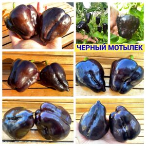 ЧЕРНЫЙ МОТЫЛЕК