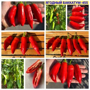 ЯГОДНЫЙ БАККАТУМ КАПСИКУМ-455