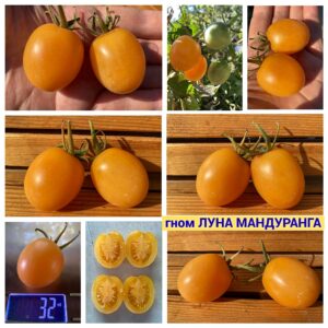 гном ЛУНА МАНДУРАНГА