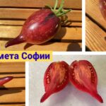 Анонс сортов сезона 2025-2026
