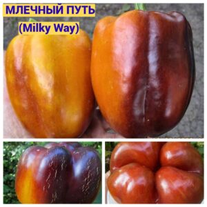 Сладкий