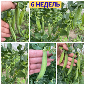 6НЕДЕЛЬ