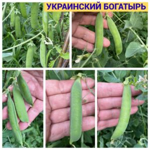 УКРАИНСКИЙ БОГАТЫРЬ