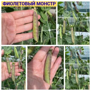 горох ФИОЛЕТОВЫЙ МОНСТР